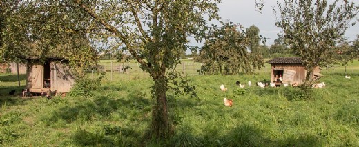 Hühner auf der Wiese